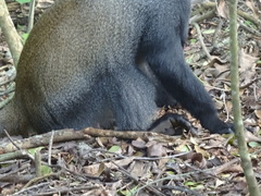 Cercopithecus mitis albogularis