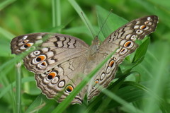 Junonia atlites atlites