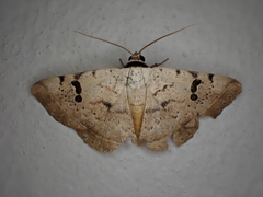 Hypopyra africana
