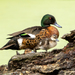 Chestnut Teal - Photo (c) rodgerp, some rights reserved (CC BY-NC)