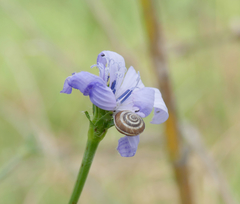 Cernuella cisalpina