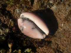 Lyncina vitellus