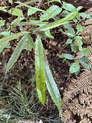 Elaeocarpus dentatus