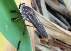 Colepia rufiventris
