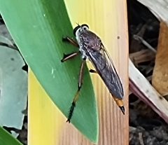 Colepia rufiventris
