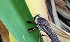 Colepia rufiventris