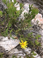 Osteospermum potbergense