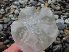 Amphibalanus improvisus