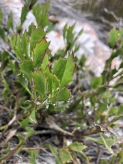 Osteospermum potbergense