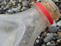 Amphibalanus improvisus