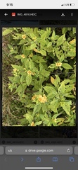Turnera ulmifolia