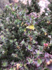 Cliffortia