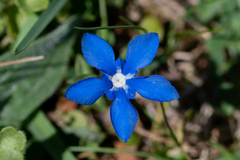 Gentiana verna