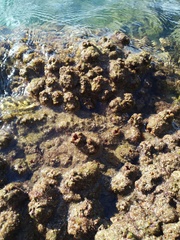 Pyura praeputialis