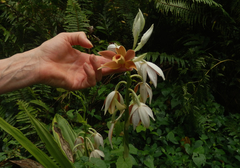 Phaius