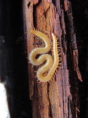 Haplophilus subterraneus