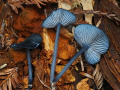 Entoloma serrulatum