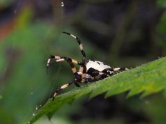 Araneus nordmanni