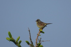 Emberiza personata