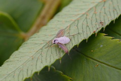 Entomophthorales