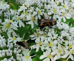 Brachyta interrogationis