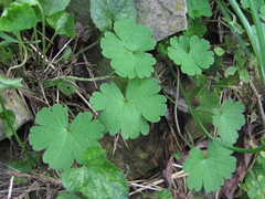 Geranium rotundifolium