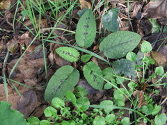 Symphytum grandiflorum
