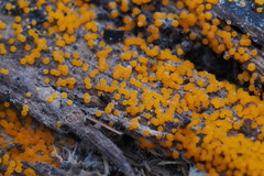 Hydropisphaera peziza