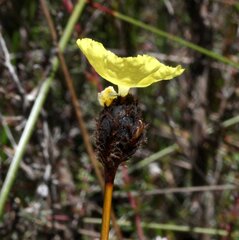 Xyris lanata