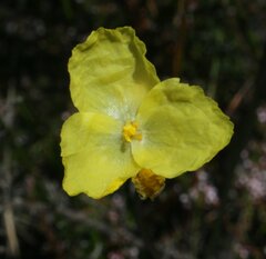 Xyris lanata