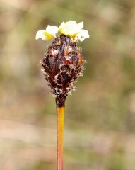 Xyris lanata