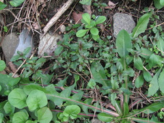 Veronica umbrosa
