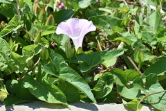 Calystegia sepium spectabilis
