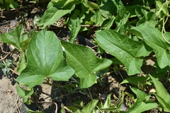 Calystegia sepium spectabilis