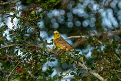 Emberiza citrinella caliginosa