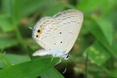 Euchrysops cnejus cnejus