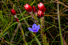 Aristea abyssinica