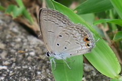 Euchrysops cnejus cnejus