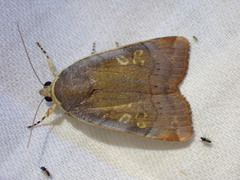 Noctua janthina