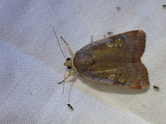 Noctua janthina