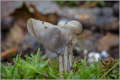 Helvella lacunosa