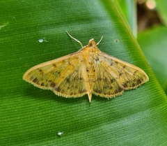 Patania balteata