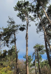 Pinus brutia