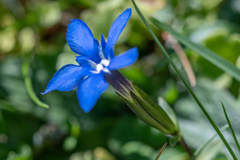 Gentiana verna