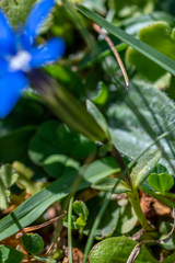 Gentiana verna