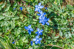 Gentiana verna