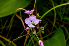 Heliophila rigidiuscula