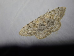 Scopula submutata