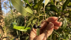 Ardisia quinquegona