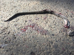 Crotalus polystictus